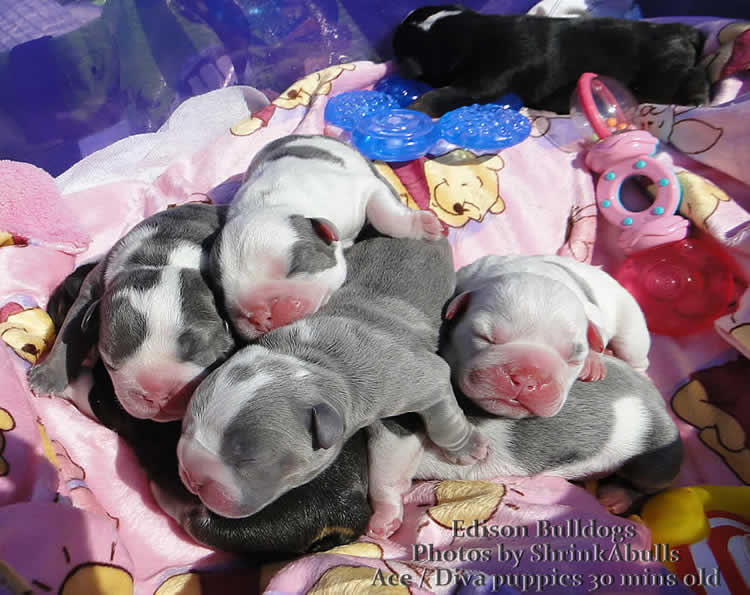 AKC blue english bulldog puppies photos
